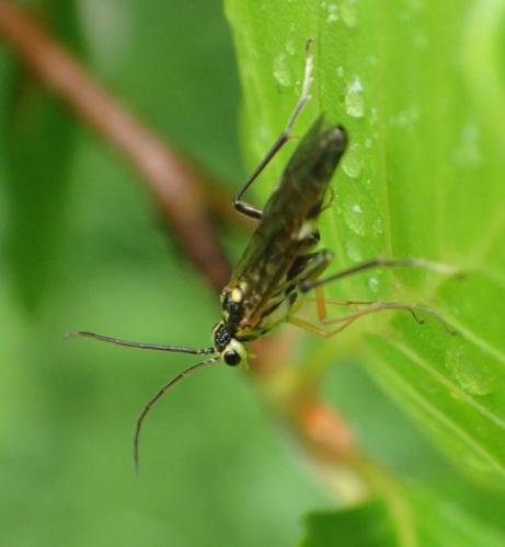 Réf. 275 146 : Tenthredopsis sp.